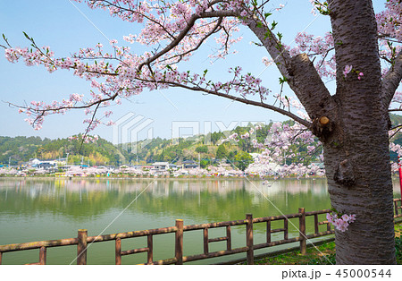 八鶴湖 満開の桜 (千葉県東金市) ※2018年春 八鶴湖 満開の桜 (千葉県東金市) ※2018年春 45000544