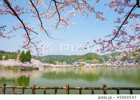 八鶴湖 満開の桜 (千葉県東金市) ※2018年春 八鶴湖 満開の桜 (千葉県東金市) ※2018年春 45000547