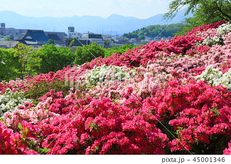 鯖江市 西山公園 ツツジ 鯖江市 西山公園 ツツジ 45001346
