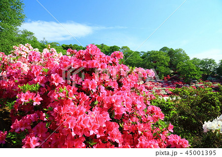 鯖江市 西山公園 青空とツツジ 鯖江市 西山公園 青空とツツジ 45001395