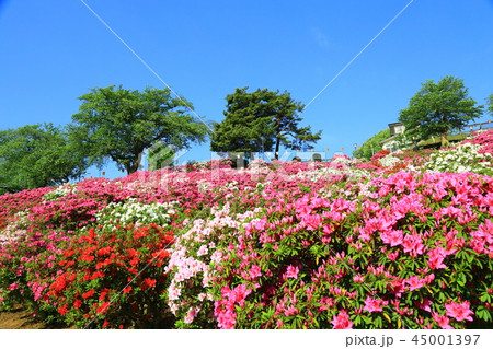 鯖江市　西山公園　青空とツツジ 45001397