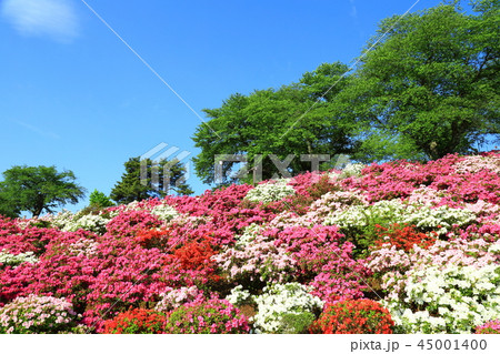 鯖江市 西山公園 青空とツツジの写真素材
