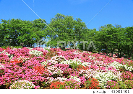 鯖江市 西山公園 青空とツツジ 鯖江市 西山公園 青空とツツジ 45001401