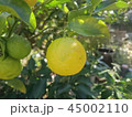 庭の柚子 45002110