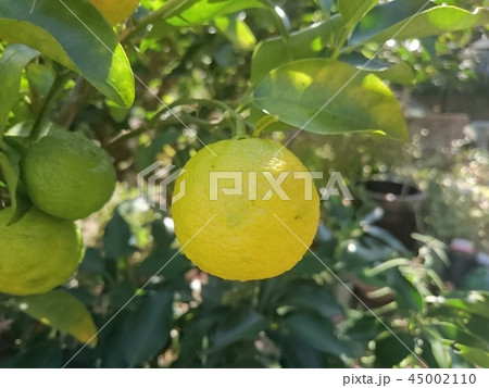 庭の柚子の写真素材