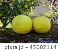 家庭菜園の柚子 45002114