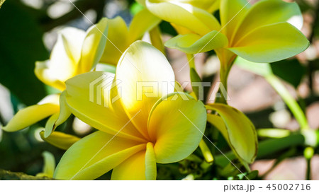 綺麗に咲いたプルメリア 45002716