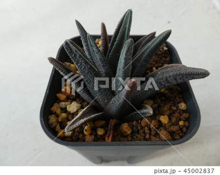 ハオルシア ソルディダ ハオルシア ソルディダ 45002837