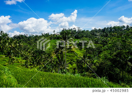 バリ島のウブドにあるテガラランのライステラス風景 45002985