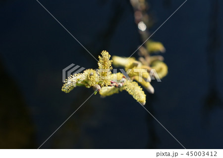 鳥取　四季の散歩　春　東光寺 45003412