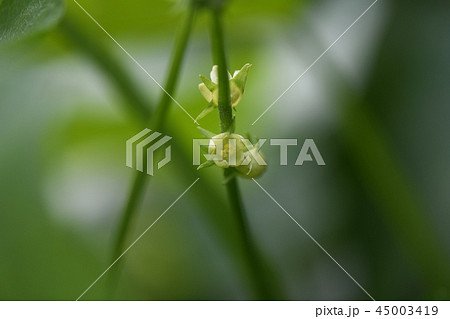 ハヤトウリの雄花の写真素材