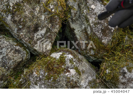 光前寺-04ヒカリゴケ 光前寺-04ヒカリゴケ 45004047