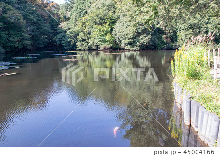 東京都　明治神宮御苑　南池 45004166
