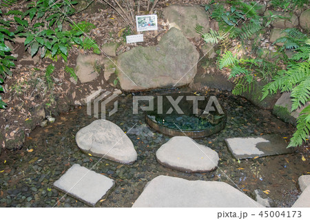 東京都 明治神宮御苑 清正井(きよまさいど) 東京都 明治神宮御苑 清正井(きよまさいど) 45004173