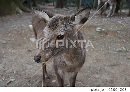 奈良公園の鹿 45004203