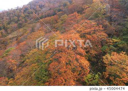 秋の谷川岳　谷川岳ロープウェイからの景色 45004474