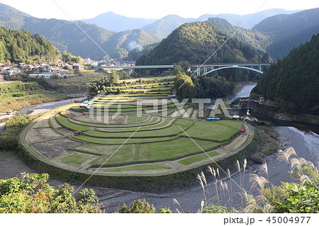 あらぎ島の棚田 あらぎ島の棚田 45004977