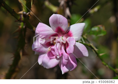 バラ（ぷりプリンセス・バビロン） 45006062