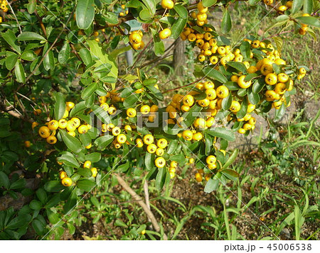 ヒイラギナンテン 45006538