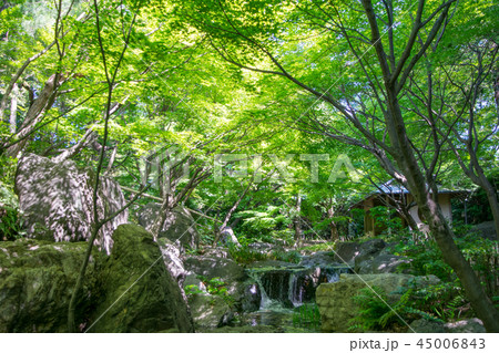 名古屋市　白鳥庭園　初夏 45006843