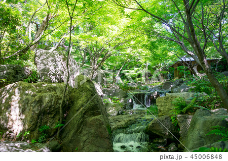 名古屋市 白鳥庭園 初夏 名古屋市 白鳥庭園 初夏 45006848