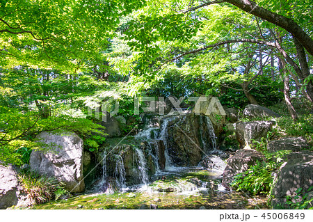 名古屋市 白鳥庭園 初夏 名古屋市 白鳥庭園 初夏 45006849