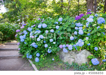 名古屋市 白鳥庭園 初夏 名古屋市 白鳥庭園 初夏 45006850