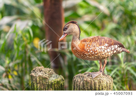 The whistling ducks or tree ducks brown color  The whistling ducks or tree ducks brown color  45007093