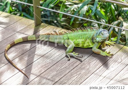 A green smiling big iguana is lying on tree branch 45007112