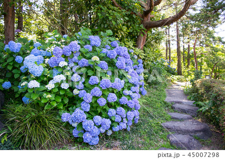 名古屋市 白鳥庭園 初夏 名古屋市 白鳥庭園 初夏 45007298