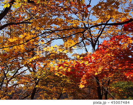 日光&奥日光&中禅寺湖紅葉 日光&奥日光&中禅寺湖紅葉 45007484
