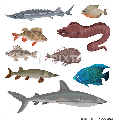 Flat vector set of different predatory fishes. Marine creatures. Sea and ocean life theme 45007608