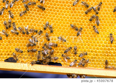close up of bees on honeycomb in apiary close up of bees on honeycomb in apiary 45007678