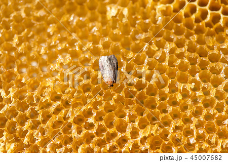 Galleria mellonella, wax moth - bee parasite 45007682