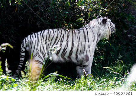 a rare white tiger a rare white tiger 45007931