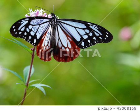 生体観測ようにマーキングされた渡り蝶の「アサギマダラ」 生体観測ようにマーキングされた渡り蝶の「アサギマダラ」 45008159