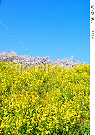 桜景　熊谷桜堤 45008829