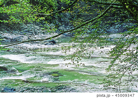 渓流　面河渓 45009347