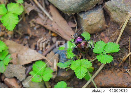 センチコガネ 45009356