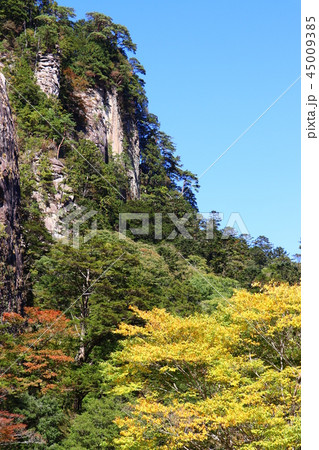 秋の面河渓 45009385