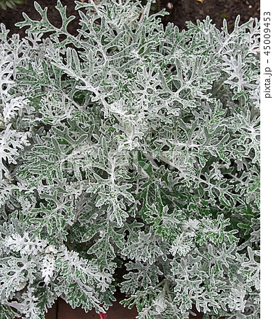 A close-up photo of a A close-up photo of a 45009453