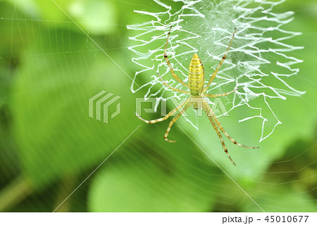 黄色いクモの写真素材