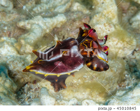 ハナイカ 45010845