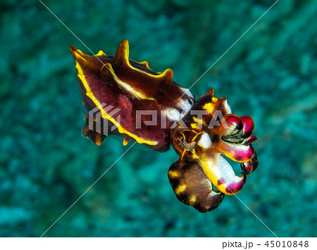 ハナイカ ハナイカ 45010848