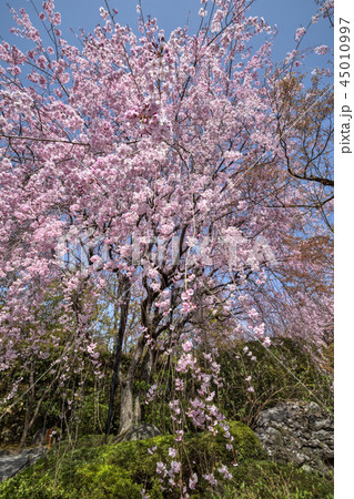 退蔵院の桜 45010997