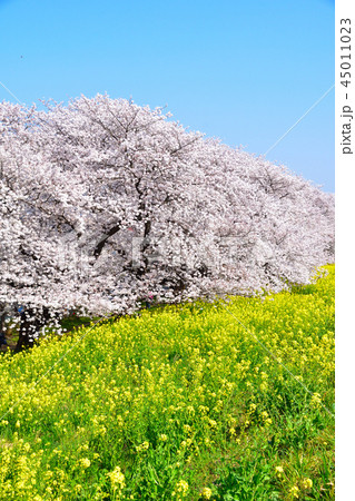 桜景 熊谷桜堤 桜景 熊谷桜堤 45011023