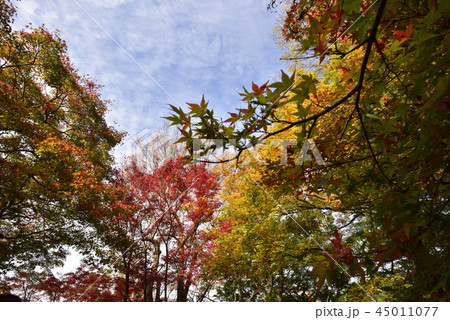東福寺　紅葉 45011077