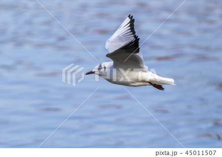 Mire crow (Larus ridibundus) 45011507