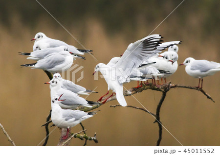 Mire crow (Larus ridibundus) 45011552