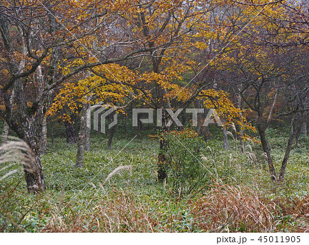 覚満淵の紅葉 覚満淵の紅葉 45011905